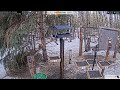 2026-02-04 - Foothills Birds - Foothills, AB - Live Stream Bird Feeder Cam (FiRN)