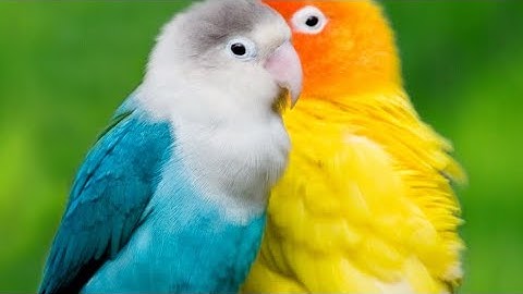 the division 1 lag switch