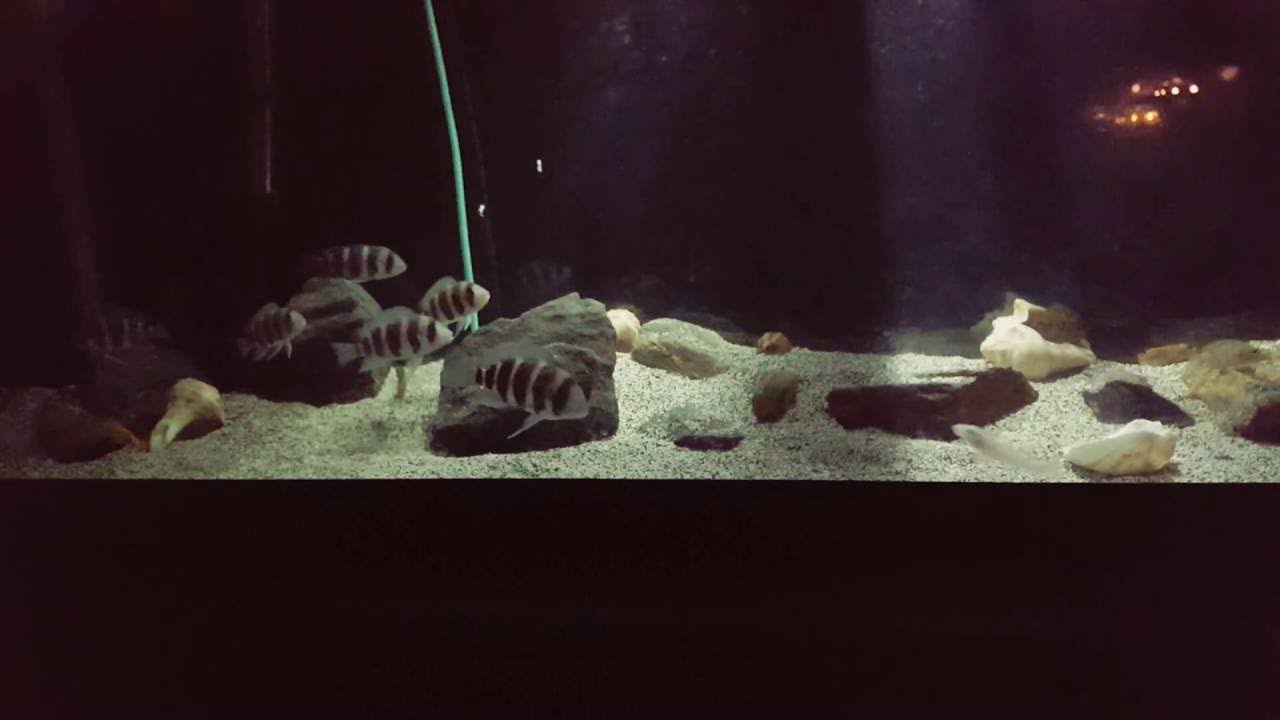 Tanganyika Cichlids