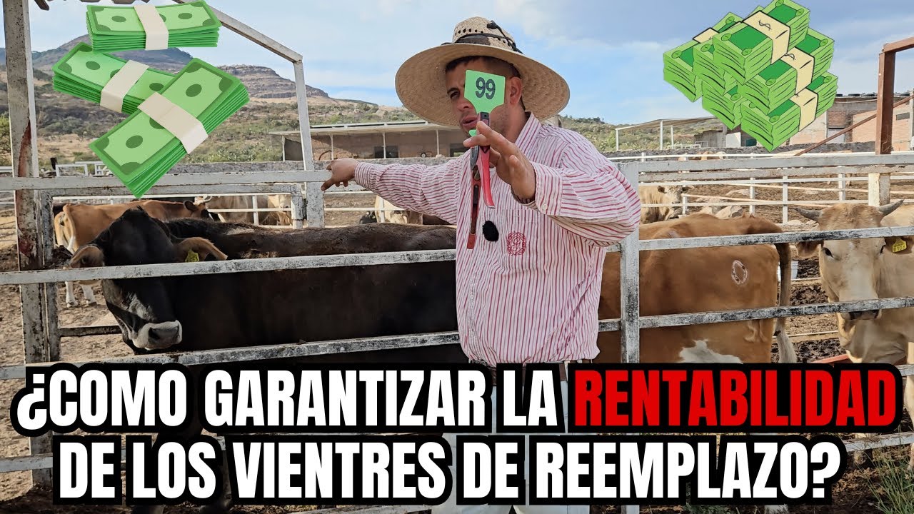 ¿Cómo GARANTIZAR la RENTABILIDAD de los VIENTRES de REEMPLAZO? | RancheandoAndo