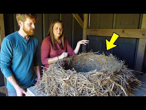 Woman Thought It Was A Large Bird Nest, Until Her Husband Tells Her This