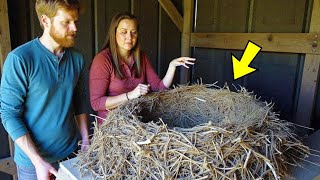 Download Lagu Woman Thought It Was A Large Bird Nest, Until Her Husband Tells Her This MP3
