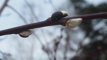 Dreadbox Nyx Willow Drone