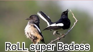 Download Lagu mp3 kacer gacor, sekali putar langsung nyautt‼️ MP3