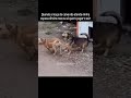 Moça não cutuca onça com vara curta... #memes #humor #devops #dev #casal