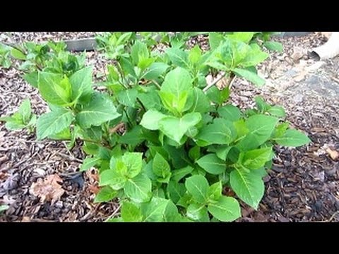 How to Root a Hydrangea from a Branch (ENDLESS SUMMER) Part 2 - YouTube