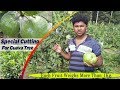 Special Pruning/Cutting of Guava Plant | Get Big Size Fruits & High Yielding
