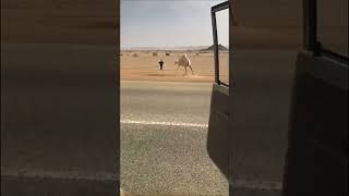 Мужик схватил верблюжонка, чтобы увести его мать с дороги