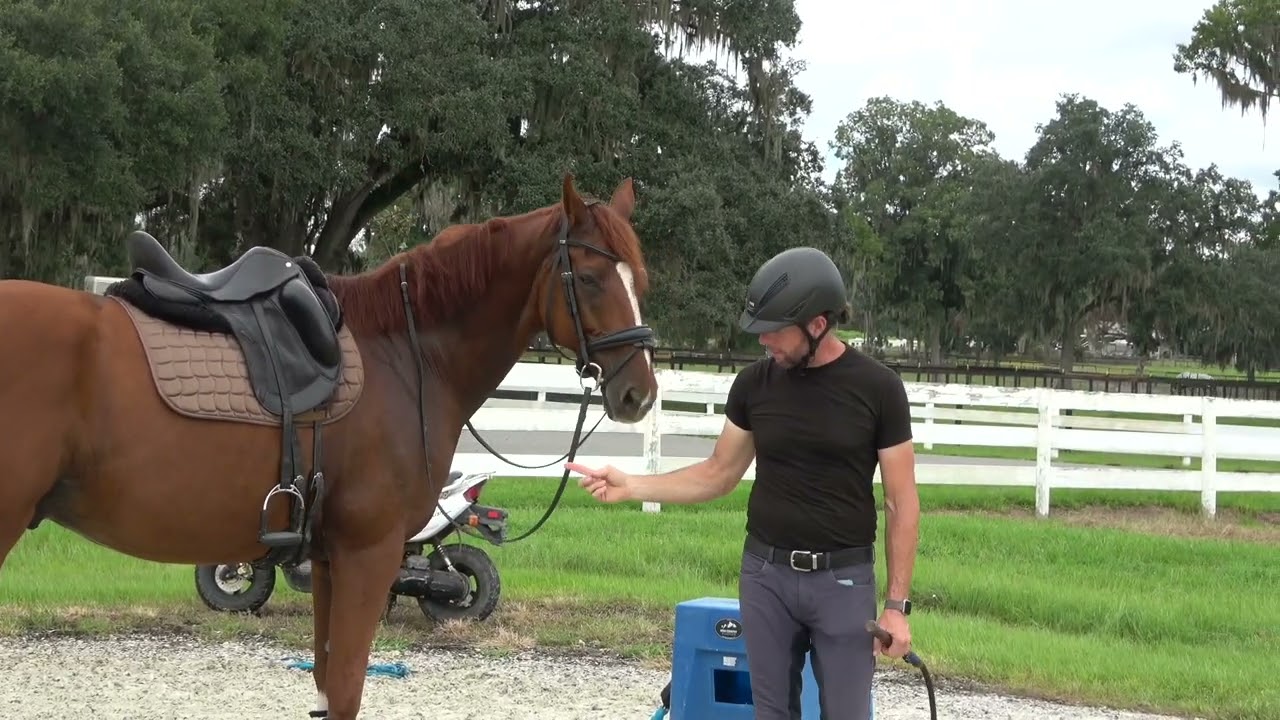 How to keep your horse safe