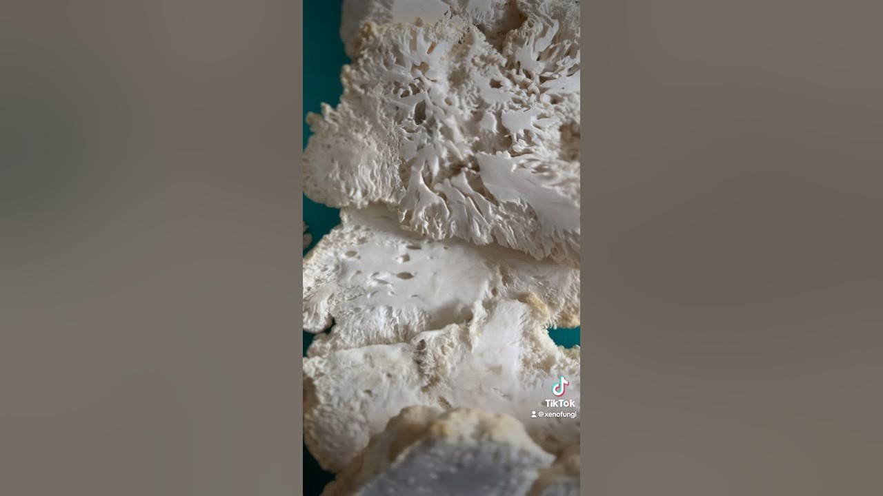 Dehydrating Lion’s Mane YouTube