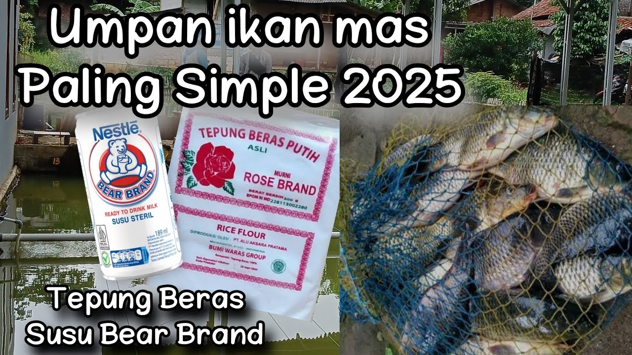 Umpan ikan mas andalan januari 2025 beda hari beda cerita