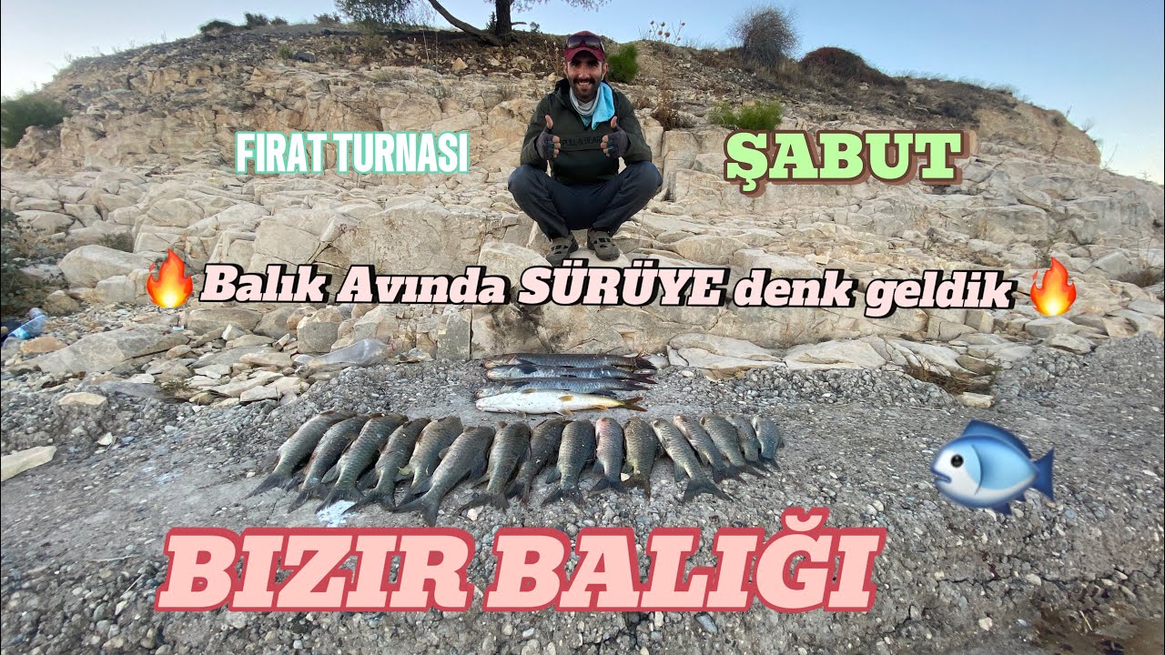 2023 yılının en keyifli balık avı !!!! Şabut ,Fırat Turnası , Bizir balığı !