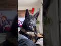 引退した警察犬の職業病
