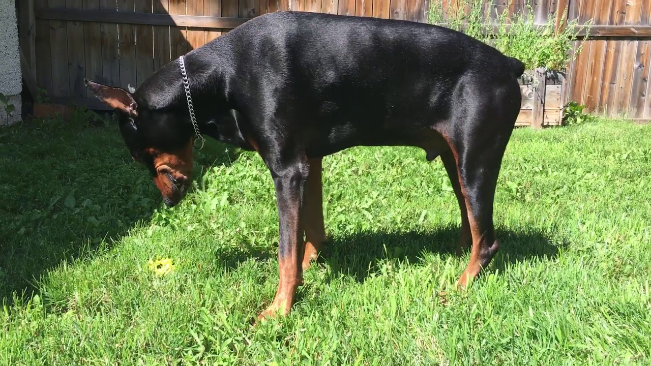 This dogs puke sound is funny YouTube