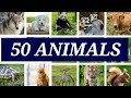 50 Animals