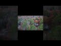 sunset flight #newmusic #trending #shorts #drone #viral