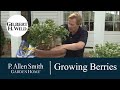 Tips for Growing Berries |Garden Home (1110)