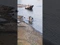 #сабака #рыбалка #сибирь #хаски
