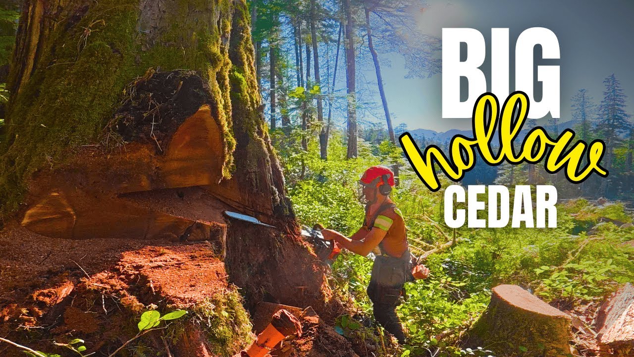 302. Big Cedar on Flat Ground 