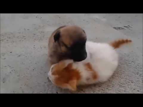 Sevimli Kedi İle Köpek Yavrusunun Arkadaşlığı