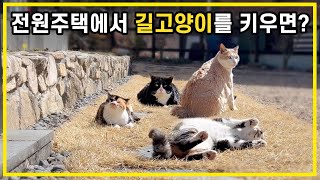 I live with stray cats in a rural home in Korea.