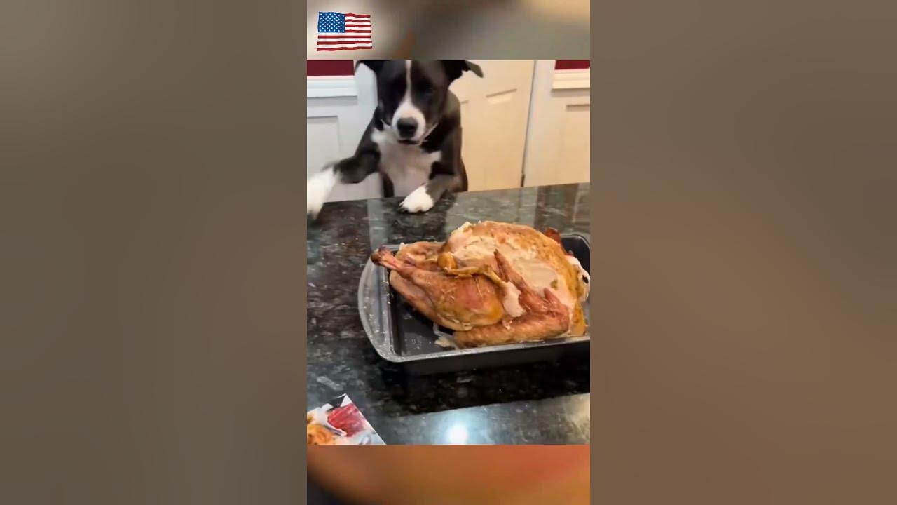 #cat #dog #us #usa #funny #happycats #catmemes #music #pets