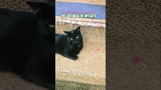 Playing With Your Cat To See Her Reaction Episode 268 #1trend #youtubeseries #viral #relatable
