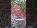 Un colibrí de visita