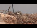 Snake eats frog part 4.  Where did it go