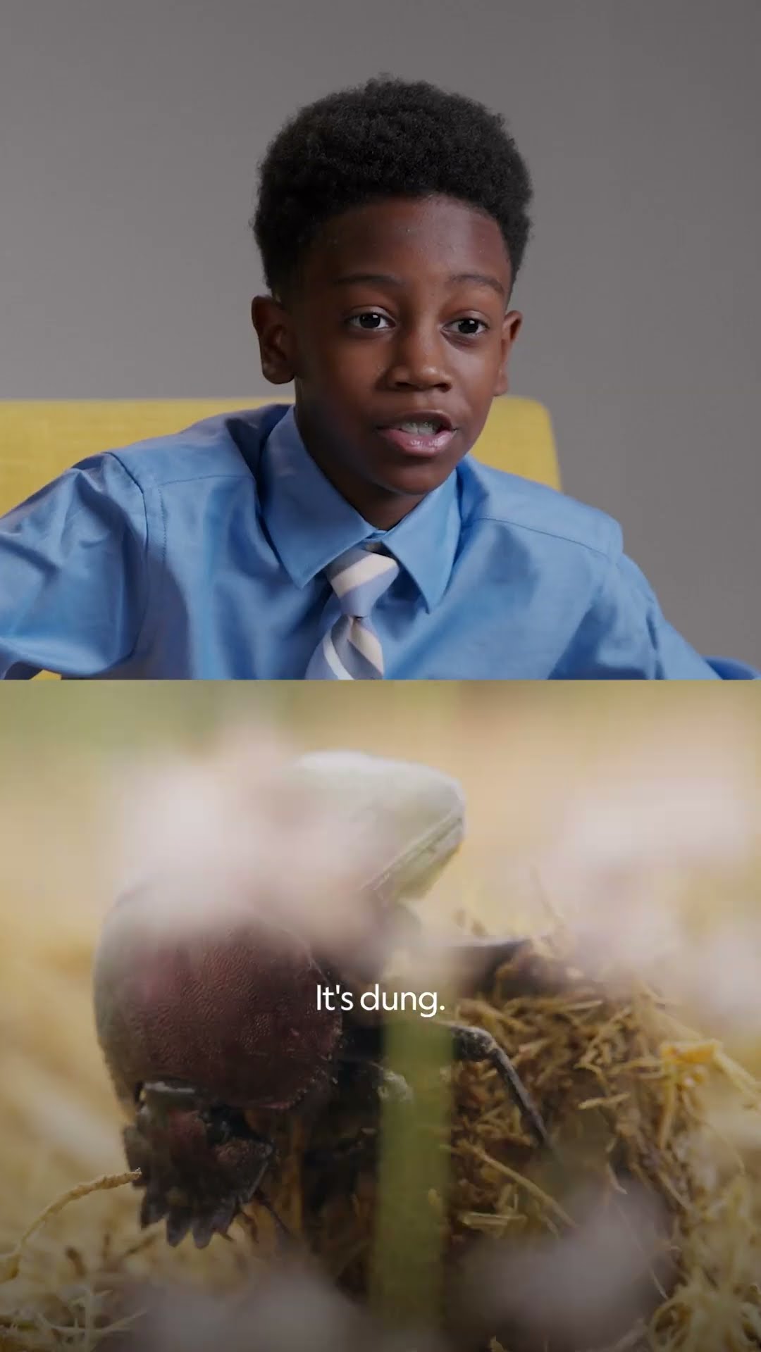 Kids react to bugs—and dung! #ARealBugsLife