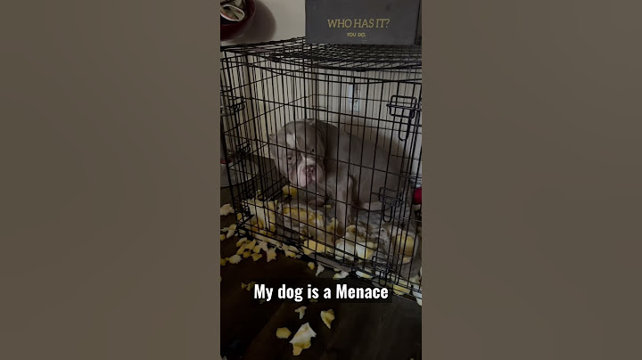 My dog is a Menace | Shorts #funnyvideo #youtubeshorts #shortvideo