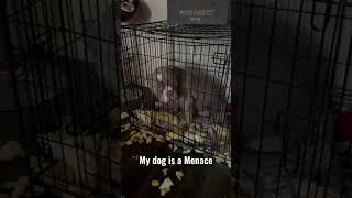 My dog is a Menace | Shorts #funnyvideo #youtubeshorts #shortvideo