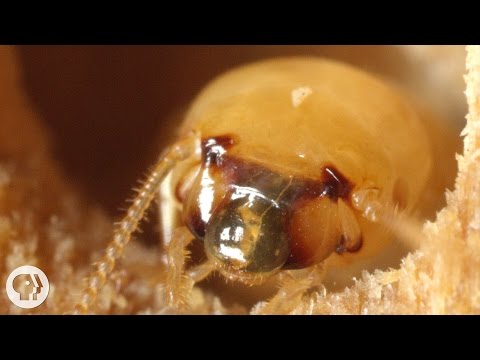 Video: Termites – vad är det? Var bor termiter och vad äter de?