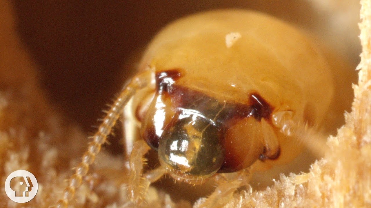 These Termites Turn Your House into a Palace of Poop | Deep Look