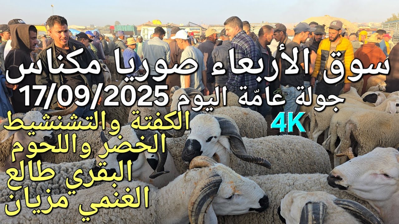 أثمنة الغنم والبقر واللحوم والخضر سوق الأربعاء صوريا مكناس اليوم 17/09/2025 