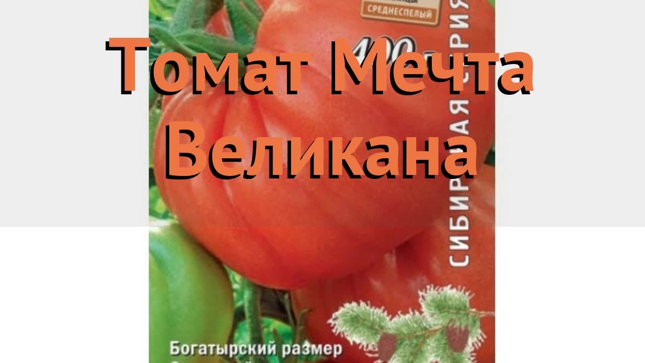 Томат мечта великана. Семена томат мечта великана. Помидоры сорт мечта великана. Томат мечта великана описание сорта.