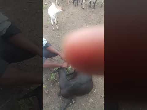 Mashahidi Kwaya Kutoka Kanisa La FPCT Mwanzugi Tabora Igunga 2