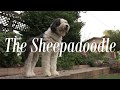 The Sheepadoodle - Feathers and Fleece Farm