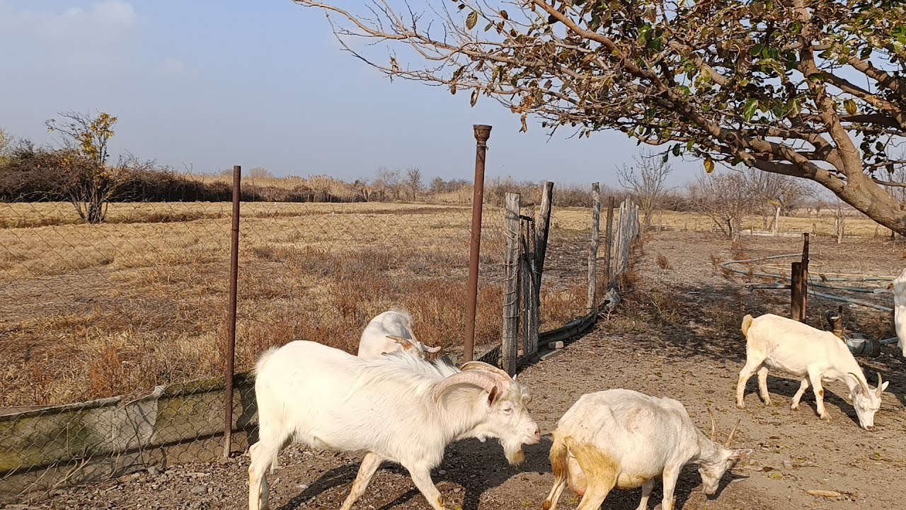 Keçi cinsləri.Saanen cins  keçilər.