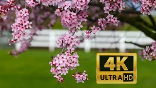 Skagit Spring 20200308 4K UHD