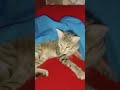 #cat #kitten #pets #cattok #prettycat #cuteanimal #prettyfunny #cutecat #catcute #catshorts