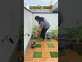 എന്റെ അടുക്കള തോട്ടം 🍅 #japan #minivlog #lifestyle #garden
