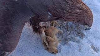 After a few days, the golden eagle caught the mouse and was eating it on the snow 🦅 Amazing moment 🐀