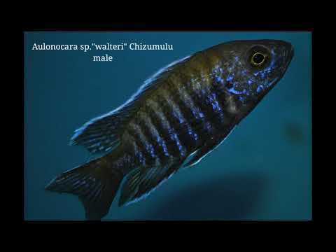 Aulonocara sp. "walteri"