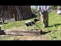 Train 18 Wk Pointer Puppy Whoa Command, Stand dont Move Train 18 Wk Pointer Puppy Whoa Command, Stand dont Move