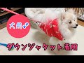 【防寒】犬用ダウンジャケットを着て散歩する子犬【ポメラニアン】【サイベリアン】【こまる・アル】