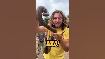 Snake or WORM!? #shorts #short #wildlife #animal #nature #snake #reptiles