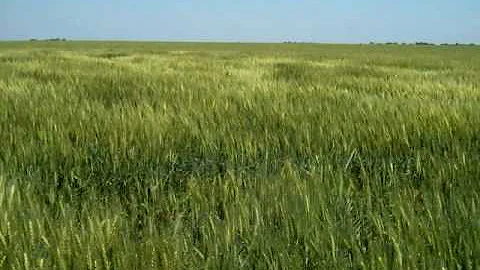 TX-Hard Red Winter Wheat.mov