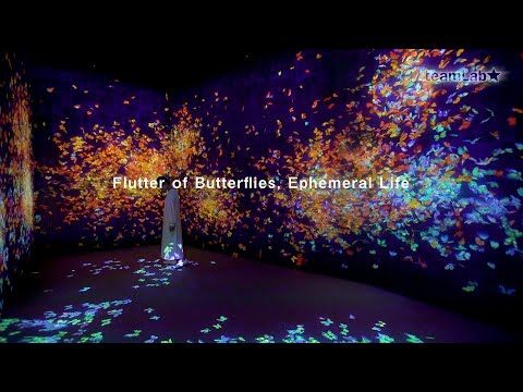 Flutter of Butterflies, Ephemeral Life