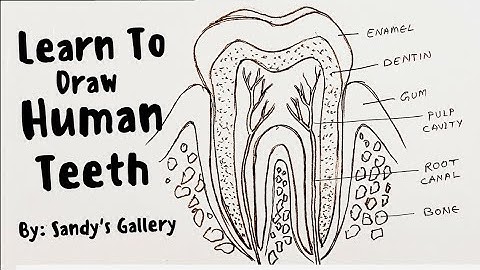 Structure of Teeth Diagram - Easy Labeled Drawing for Students